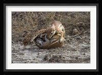 Cape ground squirrels fighting, Etosha NP, Namibia, Africa. Fine Art Print