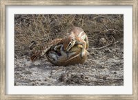 Cape ground squirrels fighting, Etosha NP, Namibia, Africa. Fine Art Print