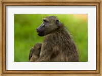 Chacma baboon and baby, Kruger NP, South Africa Fine Art Print