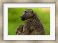 Chacma baboon and baby, Kruger NP, South Africa Fine Art Print