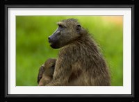 Chacma baboon and baby, Kruger NP, South Africa Fine Art Print