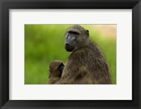 Chacma baboon, Papio ursinus, and baby, Kruger NP, South Africa Fine Art Print