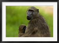 Chacma baboon, Papio ursinus, and baby, Kruger NP, South Africa Fine Art Print