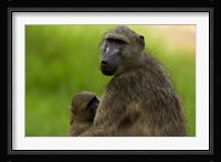Chacma baboon, Papio ursinus, and baby, Kruger NP, South Africa Fine Art Print