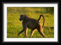 Chacma baboon, Papio ursinus, Kruger NP, South Africa Fine Art Print