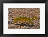 Chameleon, Etosha National Park, Namibia Fine Art Print