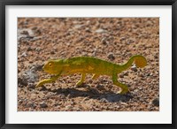 Chameleon, Etosha National Park, Namibia Fine Art Print