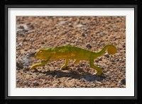 Chameleon, Etosha National Park, Namibia Fine Art Print