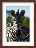 Chapman's zebra, Hwange National Park, Zimbabwe, Africa Fine Art Print