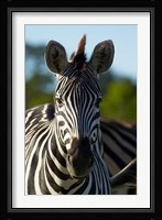 Chapman's zebra, Hwange National Park, Zimbabwe, Africa Fine Art Print