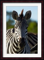 Chapman's zebra, Hwange National Park, Zimbabwe, Africa Fine Art Print