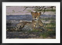 Cheetah,Acinonyx jubatus, Nxai Pan NP, Botswana, Africa Fine Art Print
