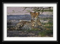 Cheetah,Acinonyx jubatus, Nxai Pan NP, Botswana, Africa Fine Art Print