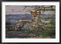 Cheetah,Acinonyx jubatus, Nxai Pan NP, Botswana, Africa Fine Art Print