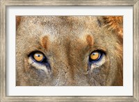Close-up of Male Lion, Kruger National Park, South Africa. Fine Art Print