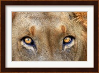 Close-up of Male Lion, Kruger National Park, South Africa. Fine Art Print