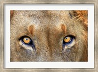 Close-up of Male Lion, Kruger National Park, South Africa. Fine Art Print