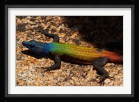Common flat lizard on Malindidzimu hill, Matobo NP, Zimbabwe, Africa Fine Art Print