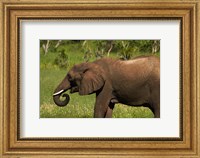 Elephant drinking, Hwange NP, Zimbabwe, Africa Fine Art Print