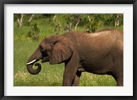 Elephant drinking, Hwange NP, Zimbabwe, Africa Fine Art Print