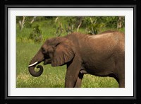 Elephant drinking, Hwange NP, Zimbabwe, Africa Fine Art Print
