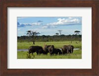 Elephant, Zimbabwe Fine Art Print