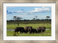 Elephant, Zimbabwe Fine Art Print