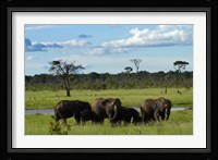 Elephant, Zimbabwe Fine Art Print