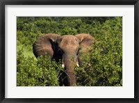 Elephant, Hwange National Park, Zimbabwe, Africa Fine Art Print