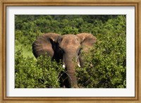 Elephant, Hwange National Park, Zimbabwe, Africa Fine Art Print
