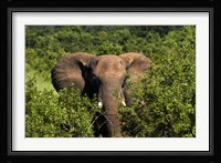 Elephant, Hwange National Park, Zimbabwe, Africa Fine Art Print