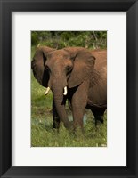 Elephant, Hwange NP, Zimbabwe, Africa Fine Art Print