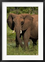 Elephant, Hwange NP, Zimbabwe, Africa Fine Art Print