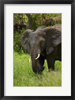 Elephant, Kruger NP, South Africa Fine Art Print