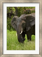 Elephant, Kruger NP, South Africa Fine Art Print