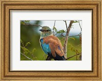 European Roller, Kruger National Park, South Africa Fine Art Print