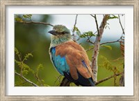 European Roller, Kruger National Park, South Africa Fine Art Print