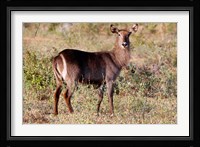 Female Ellipsen Waterbuck of East Africa, Meru, Kenya Fine Art Print