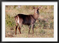 Female Ellipsen Waterbuck of East Africa, Meru, Kenya Fine Art Print