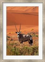 Gemsbok and sand dunes, Namib-Naukluft National Park, Namibia Fine Art Print