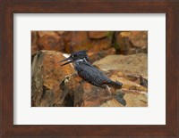 Giant Kingfisher, Megaceryle maxima, Kruger NP, South Africa Fine Art Print