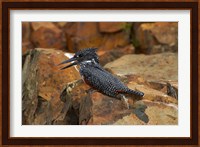 Giant Kingfisher, Megaceryle maxima, Kruger NP, South Africa Fine Art Print