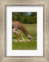 Giraffe drinking, Giraffa camelopardalis, Hwange NP, Zimbabwe, Africa Fine Art Print