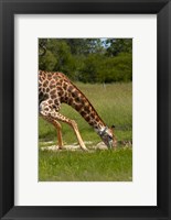 Giraffe drinking, Giraffa camelopardalis, Hwange NP, Zimbabwe, Africa Fine Art Print