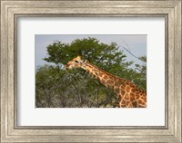 Giraffe, Namibia Fine Art Print