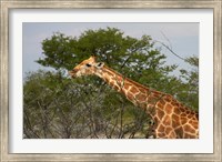 Giraffe, Namibia Fine Art Print
