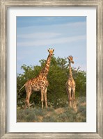 Giraffe, Etosha National Park, Namibia Fine Art Print