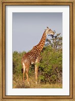 Giraffe, Giraffa camelopardalis, Maasai Mara wildlife Reserve, Kenya. Fine Art Print