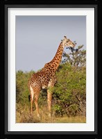 Giraffe, Giraffa camelopardalis, Maasai Mara wildlife Reserve, Kenya. Fine Art Print