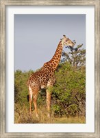 Giraffe, Giraffa camelopardalis, Maasai Mara wildlife Reserve, Kenya. Fine Art Print